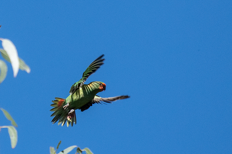 Little Lorikeet, Australian/Tasmanian Endemic, Old Wallengarra Road, Australia