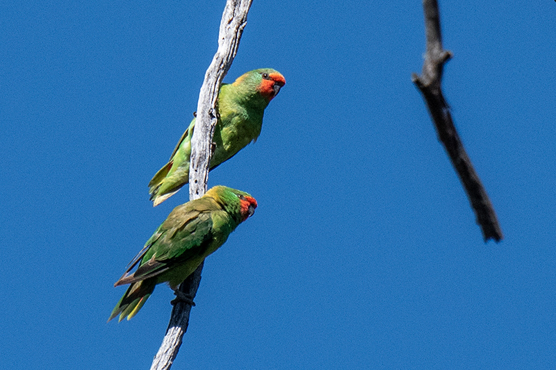 Little Lorikeet, Australian/Tasmanian Endemic, Old Wallengarra Road, Australia