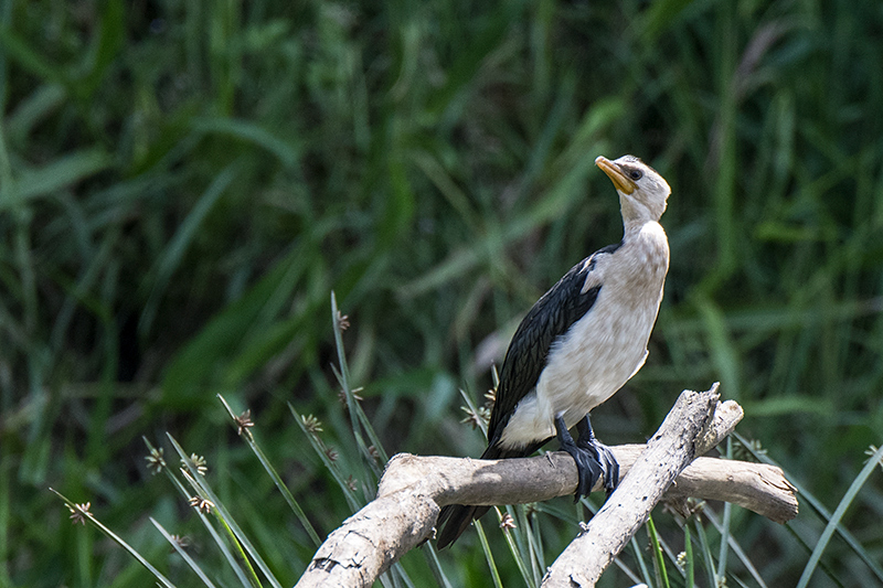 Little Pied Cormorant, Daintree River Cruise, Australia