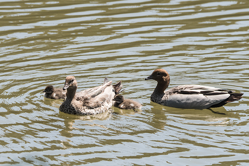 Maned Duck (Australian Wood Duck), Giraween Environmental Lodge, Australia