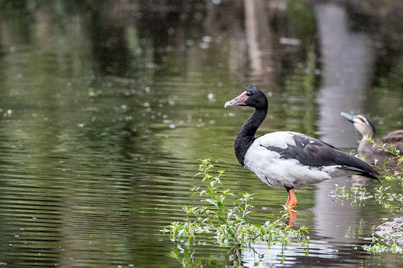 Magpie Goose, Cairns Botanic Gardens, Cairns, Australia