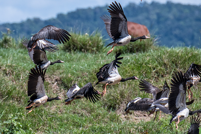 Magpie Goose, Daintree River Cruise, Australia