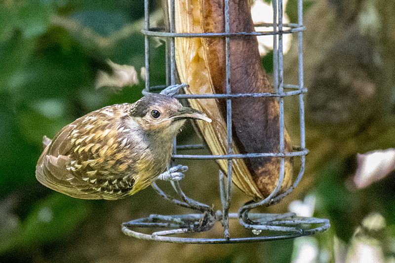 Macleay's Honeyeater, Australian Endemic, Kingfisher Park Birdwatchers Lodge, Julatten, Australia