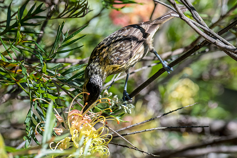 Macleay's Honeyeater, Australian Endemic, Lake Barrine, Crater Lakes NP, Australia