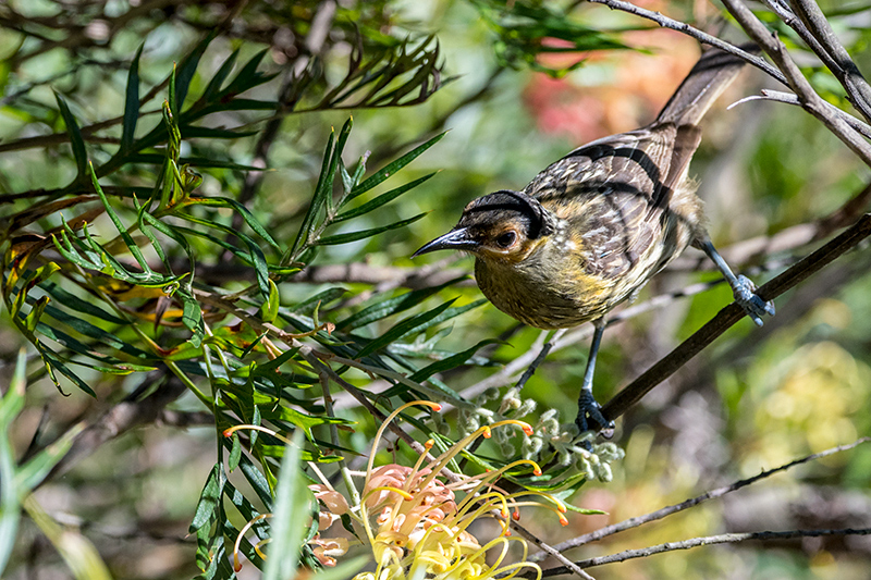 Macleay's Honeyeater, Australian Endemic, Lake Barrine, Crater Lakes NP, Australia