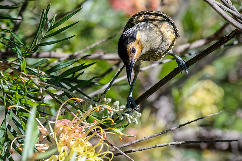 Macleay's Honeyeater, Australian Endemic, Lake Barrine, Crater Lakes NP, Australia