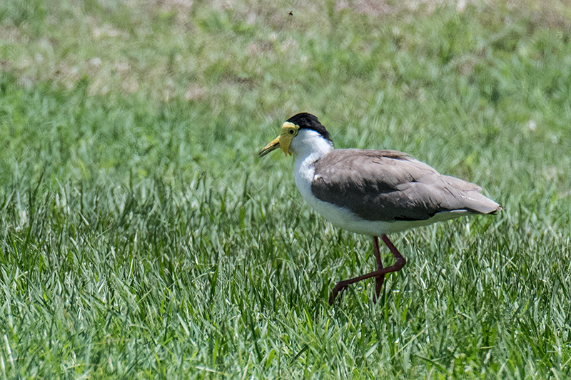 Masked Lapwing, Cairns Esplanade, Cairns, Australia