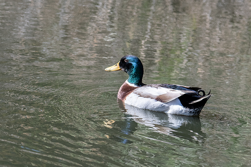 Mallard, Gould's Lagoon, Tasmania