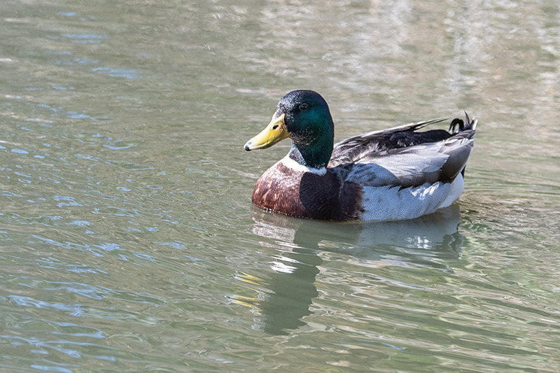 Mallard, Gould's Lagoon, Tasmania