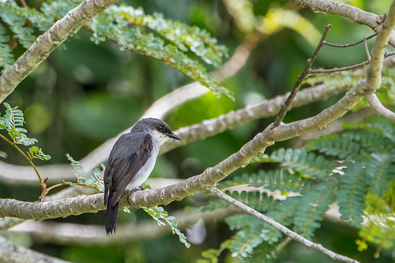 Mangrove Robin, Cairns Esplanade, Cairns, Australia