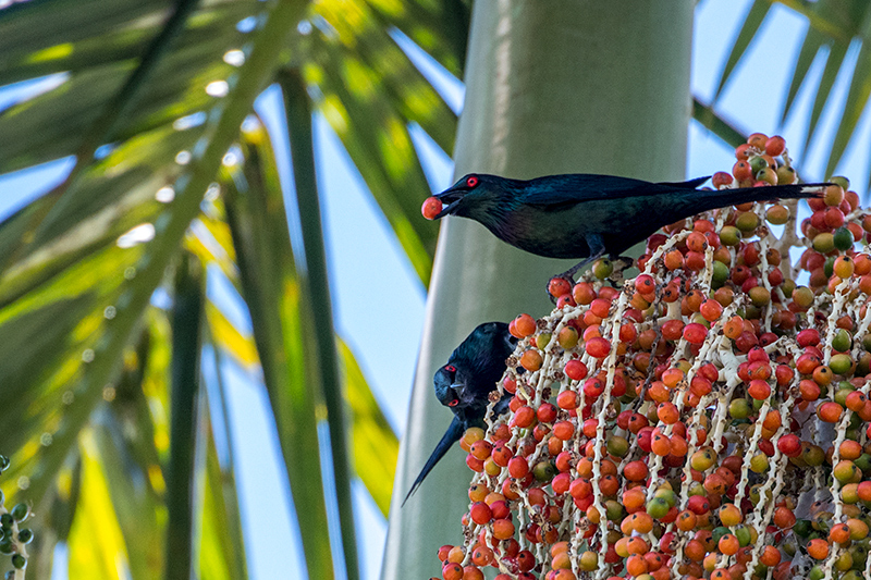 Metallic Starling, Mossman, Australia