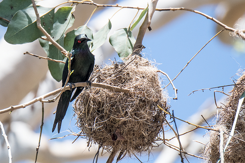 Metallic Starling at Nest, Mossman, Australia