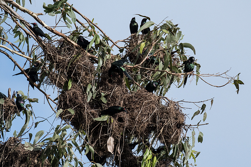 Metallic Starlings at Nest, Mossman, Australia