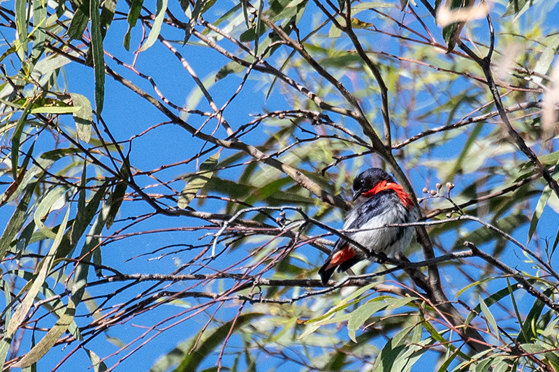 Mistletoebird, Mosquito Creek Road,Australia