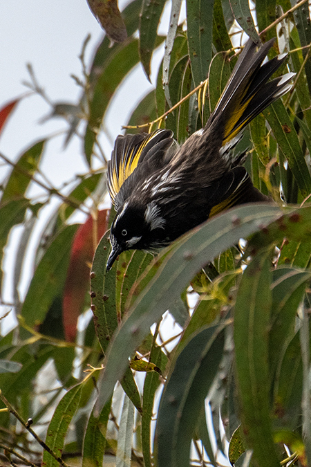 New Holland Honeyeater, Australian/Tasmanian Endemic, Inata Reserve, Bruny Island, Tasmania