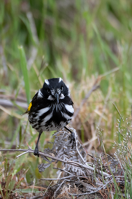 New Holland Honeyeater, Australian/Tasmanian Endemic, Adventure Island, Bruny Island, Tasmania