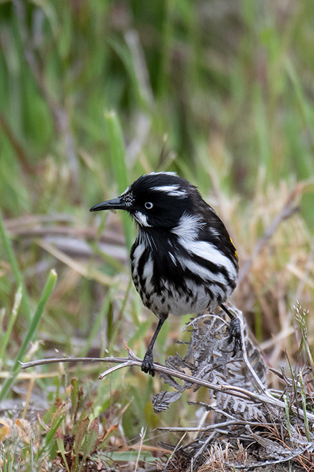 New Holland Honeyeater, Australian/Tasmanian Endemic, Adventure Island, Bruny Island, Tasmania