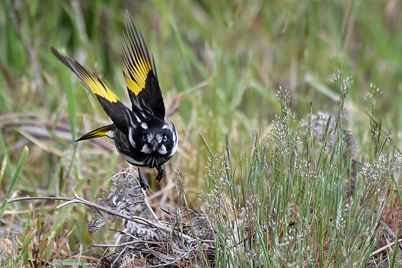 New Holland Honeyeater, Australian/Tasmanian Endemic, Adventure Island, Bruny Island, Tasmania