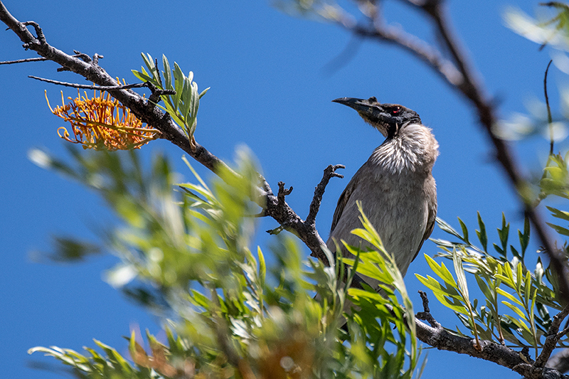 Noisy Friarbird, Inglewood, Australia