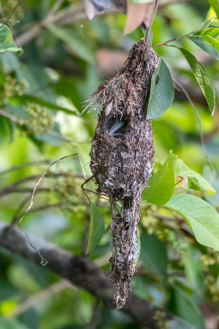 Olive-backed Sunbird Nest, Daintree River Cruise, Australia