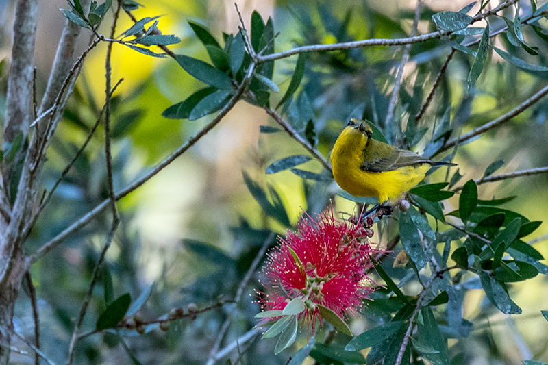 Olive-backed Sunbird, Kingfisher Park Birdwatchers Lodge, Julatten, Australia