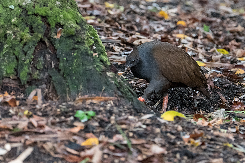 Orange-footed Scrubfowl, Cairns Botanic Gardens, Cairns, Australia