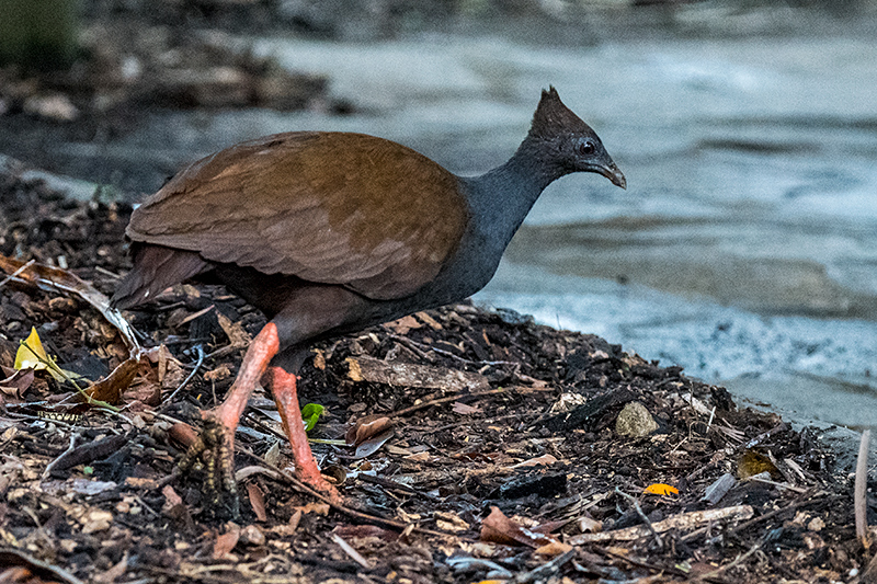 Orange-footed Scrubfowl, Cairns Botanic Gardens, Cairns, Australia