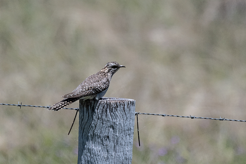 Pallid Cuckoo, Lake Coolmunda, Australia