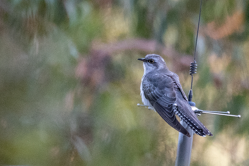 Pallid Cuckoo, Bruny Island, Tasmania