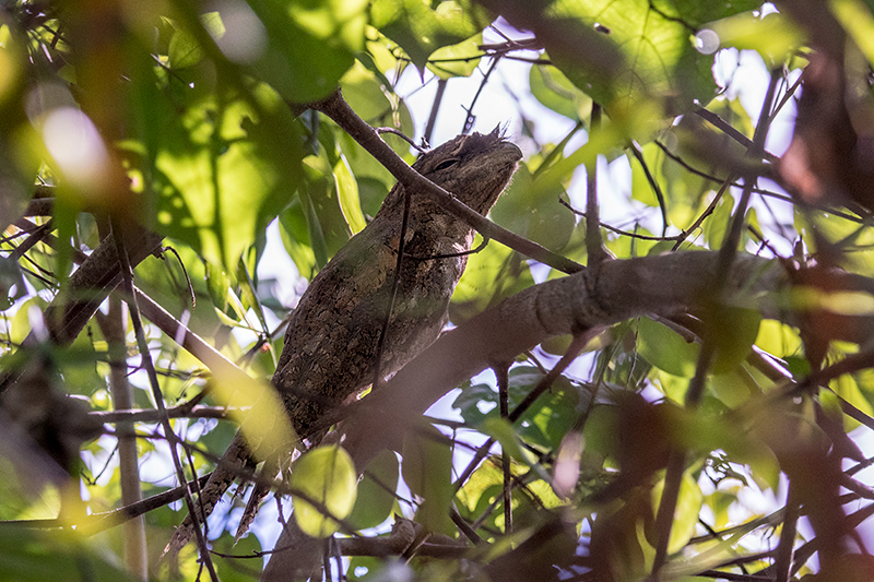 Papuan Frogmouth, Cairns Botanic Gardens, Cairns, Australia