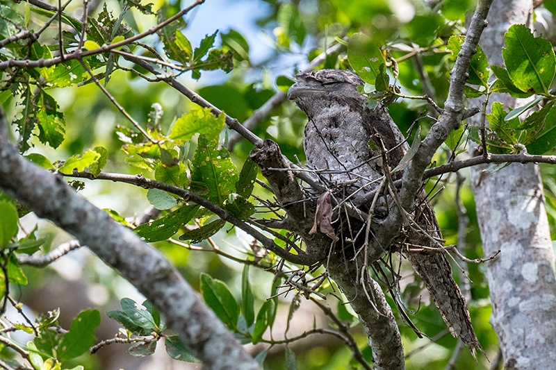 Papuan Frogmouth, Daintree River Cruise, Australia