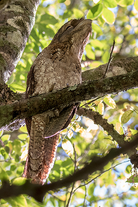 Papuan Frogmouth, Kingfisher Park Birdwatchers Lodge, Julatten, Australia