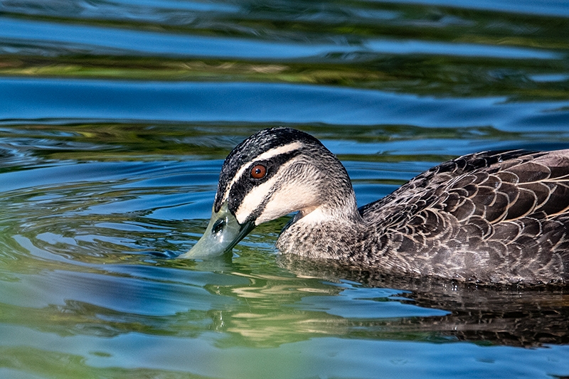 Pacific Black Duck, Coombabah Lakelands, Australia