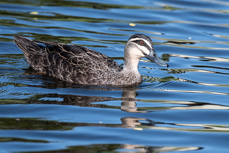 Pacific Black Duck, Coombabah Lakelands, Australia