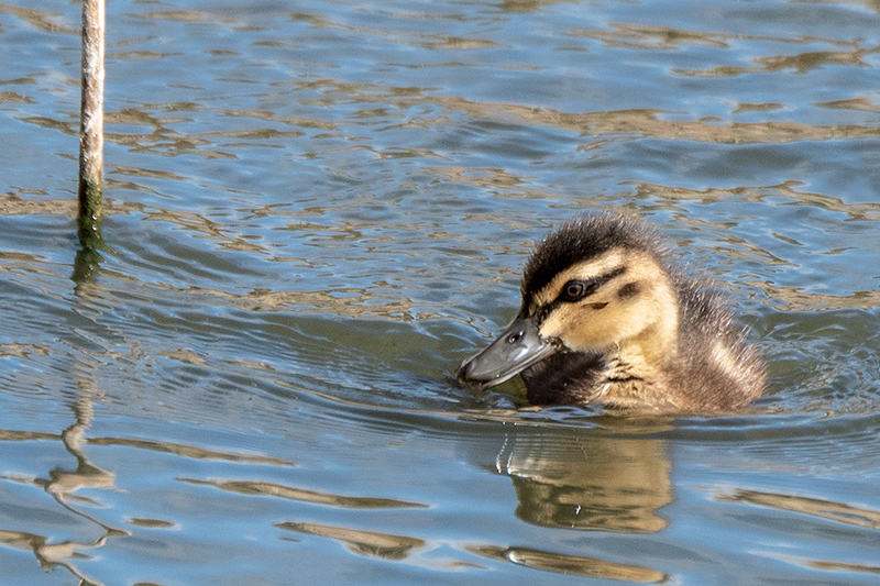 Pacific Black Duck Ducklings, Gould's Lagoon, Tasmania