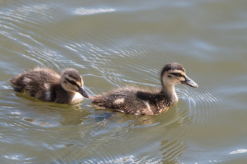 Pacific Black Duck Ducklings, Gould's Lagoon, Tasmania