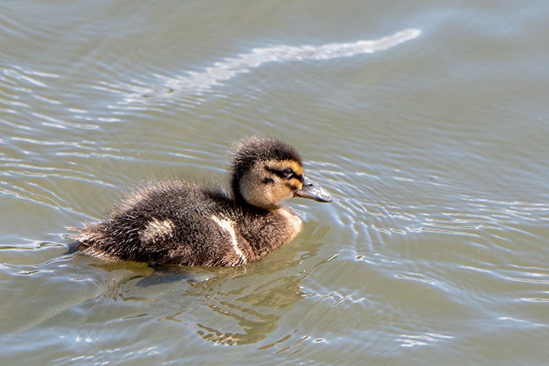 Pacific Black Duck Ducklings, Gould's Lagoon, Tasmania