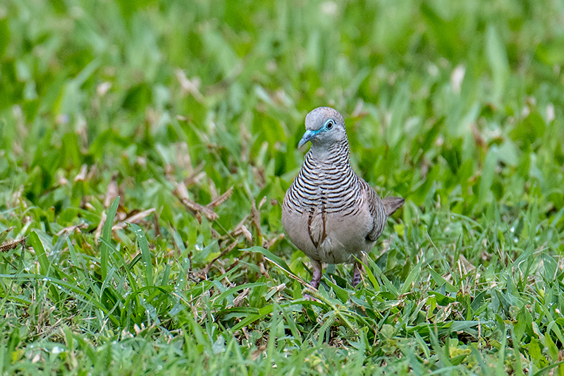 Peaceful Dove, Cairns Botanic Gardens, Cairns, Australia