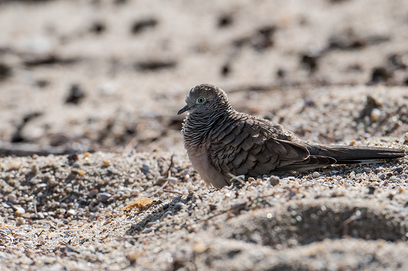 Peaceful Dove, Espanade, Cairns, Australia