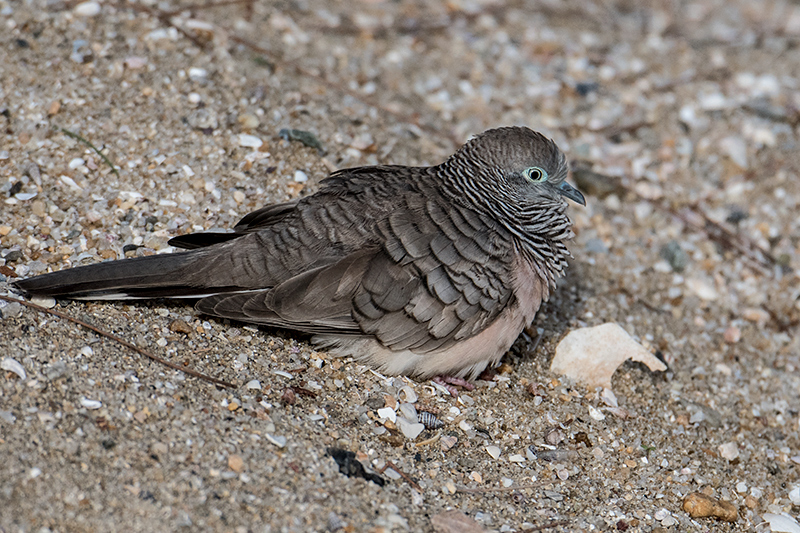 Peaceful Dove, Esplanade, Cairns, Australia