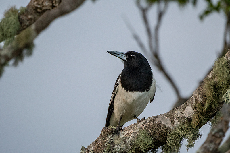 Pied Butcherbird, Australian Endemic, Kamarun Lookout, Lamington NP, Australia