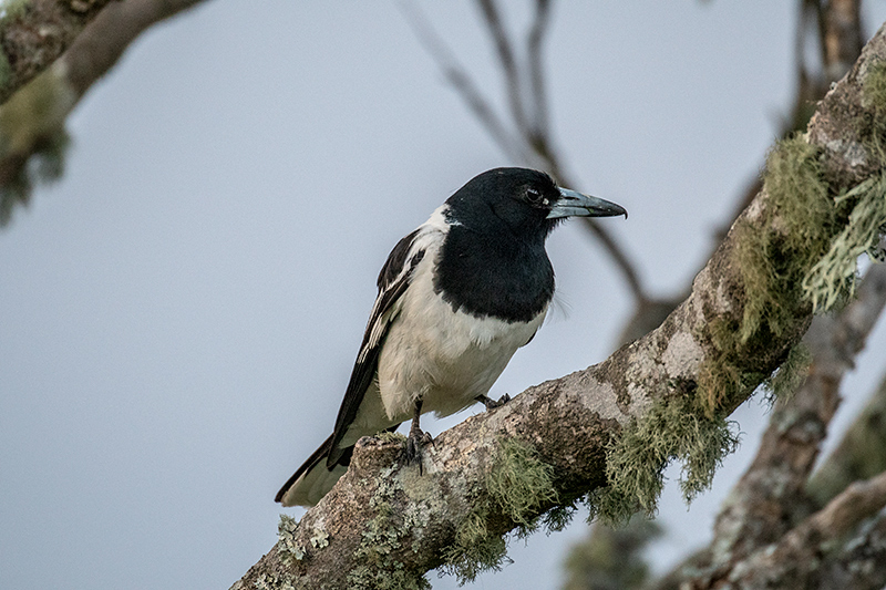 Pied Butcherbird, Australian Endemic, Kamarun Lookout, Lamington NP, Australia