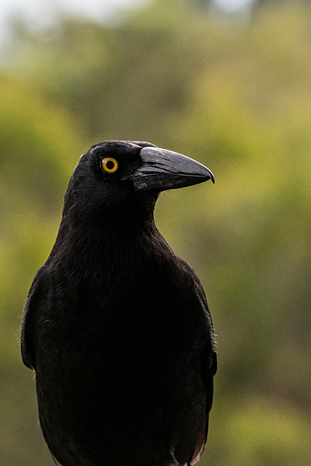 Pied Currawong, Australian Endemic, O'Reilly's Rainforest Retreat, Australia