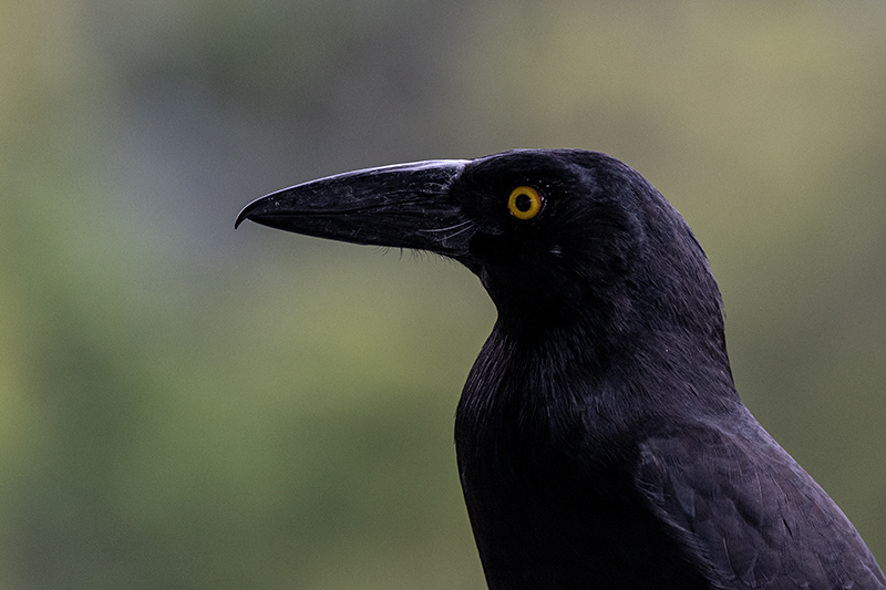 Pied Currawong, Australian Endemic, O'Reilly's Rainforest Retreat, Australia