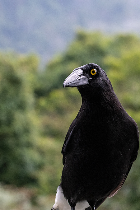 Pied Currawong, Australian Endemic, O'Reilly's Rainforest Retreat, Australia