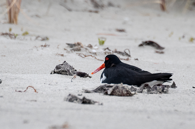 Nesting Pied Oystercatcher, Adventure Bay, Bruny Island, Tasmania