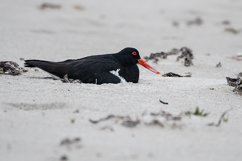 Nesting Pied Oystercatcher, Adventure Bay, Bruny Island, Tasmania