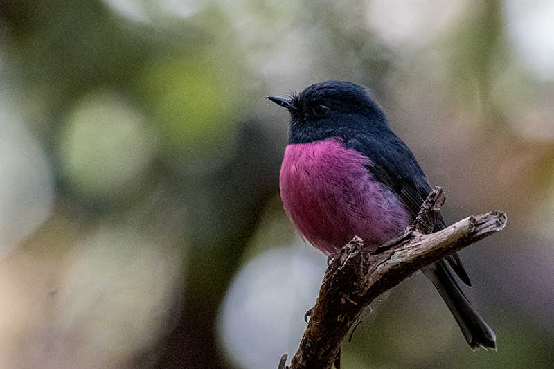 Pink Robin, Australian/Tasmanian Endemic, Mt Field NP, Tasmania