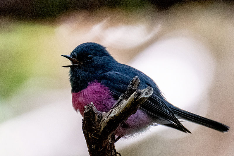 Pink Robin, Australian/Tasmanian Endemic, Mt Field NP, Tasmania