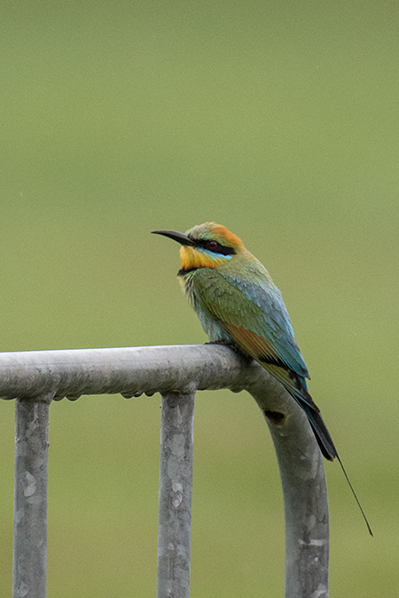 Rainbow Bee-eater, Cairns Botanic Gardens, Cairns, Australia